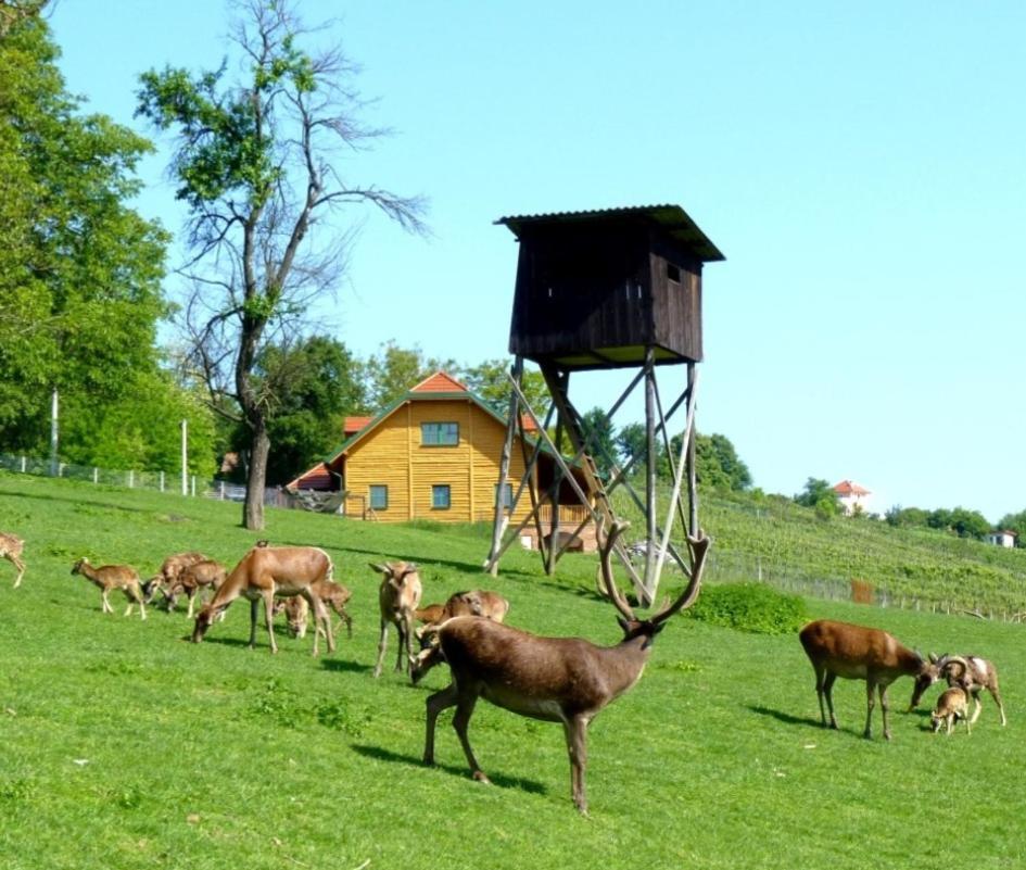 Apartmani KA Sveti Martin Sveti Martin Na Muri Esterno foto